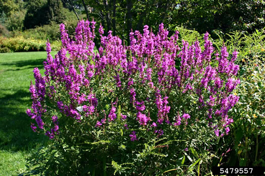 image of Lythrum salicaria, Purple Loosestrife