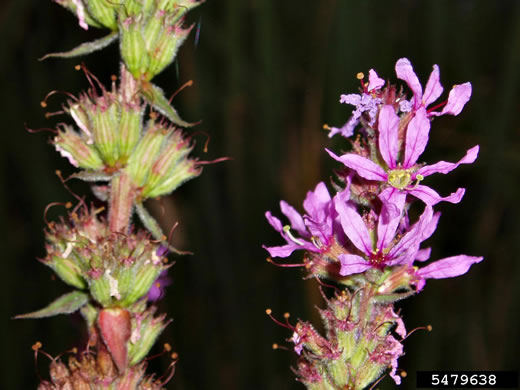 image of Lythrum salicaria, Purple Loosestrife