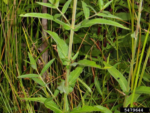 image of Lythrum salicaria, Purple Loosestrife