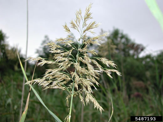 image of Phragmites australis, Common Reed, Old World Reed