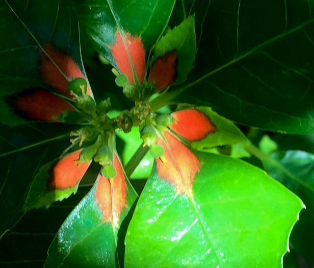 image of Euphorbia cyathophora, Wild Poinsettia, Painted Leaf, Fire-on-the-mountain