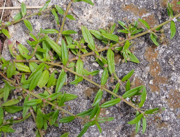 image of Oldenlandia corymbosa, Diamond-flower, Flattop Mille-graines