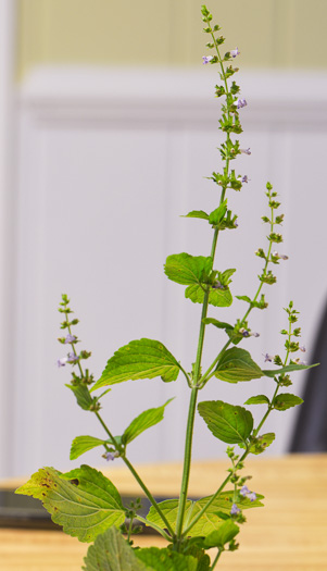 image of Cantinoa mutabilis, Tropical Bushmint