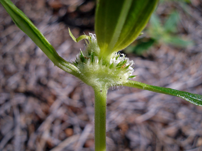 image of Mitracarpus hirtus, Girdle-pod