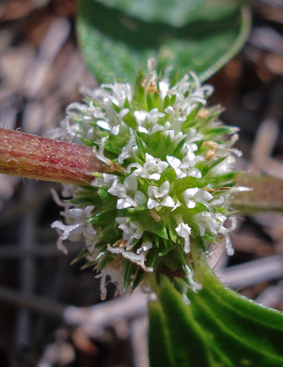 image of Mitracarpus hirtus, Girdle-pod