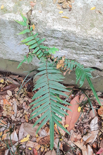 image of Pteris vittata, Ladder Brake, Chinese Brake Fern