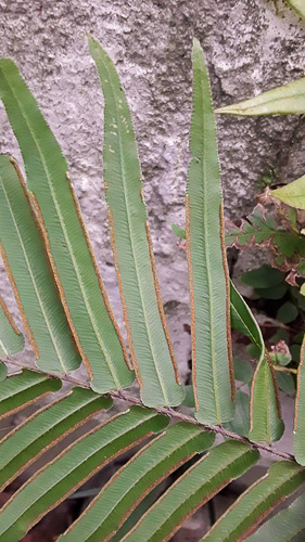 image of Pteris vittata, Ladder Brake, Chinese Brake Fern