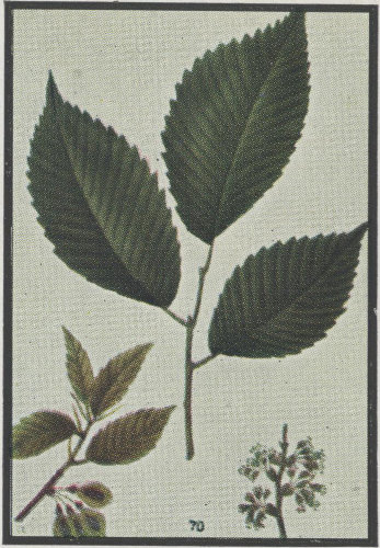 image of Ulmus americana var. americana, American Elm, White Elm