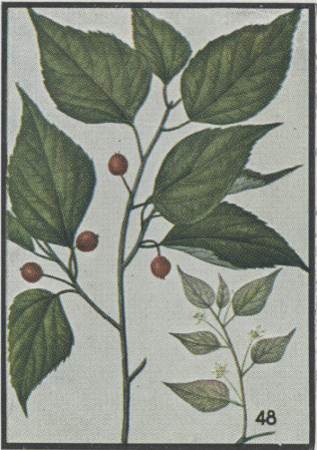 image of Celtis occidentalis, Northern Hackberry