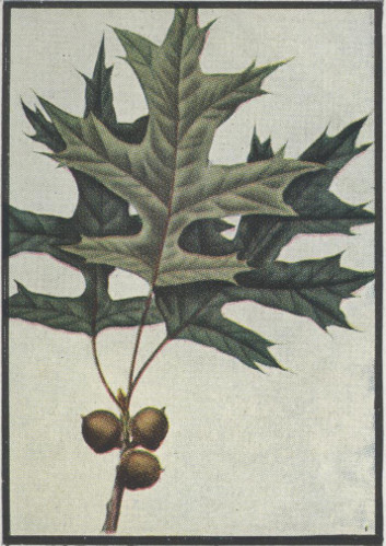 image of Quercus palustris, Pin Oak