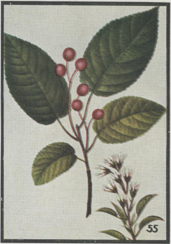 image of Amelanchier canadensis, Eastern Serviceberry, Canadian Serviceberry