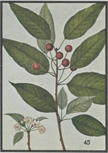 image of Prunus pensylvanica, Fire Cherry, Pin Cherry