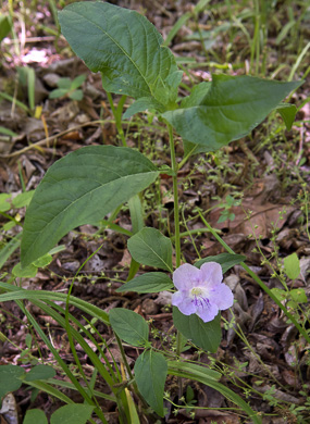 image of Ruellia purshiana, Pursh's Wild-petunia