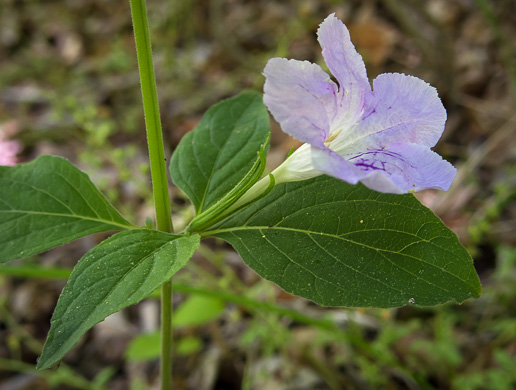 image of Ruellia purshiana, Pursh's Wild-petunia