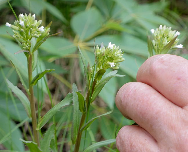 image of Borodinia missouriensis, Missouri Rockcress