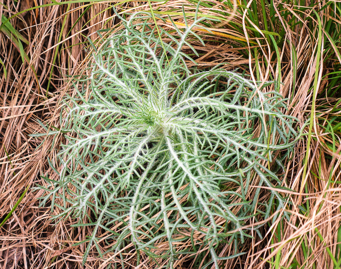 image of Ipomopsis rubra, Standing-cypress, Spanish-larkspur