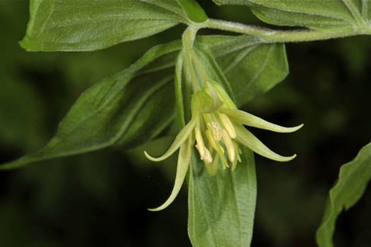 image of Prosartes lanuginosa, Yellow Mandarin, Yellow Fairybells