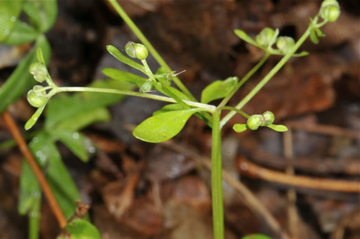 image of Erigenia bulbosa, Harbinger-of-Spring, Pepper-and-Salt, Erigenia