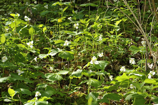 image of Trillium flexipes, Bent Trillium, Bent White Trillium, Bentstalk Trillium, Drooping Trillium