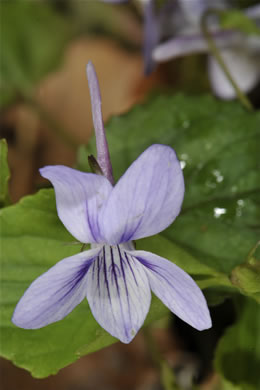 image of Viola rostrata, Longspur Violet