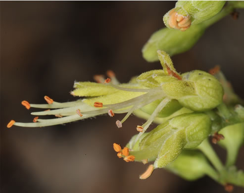 image of Aesculus glabra var. glabra, Ohio Buckeye, Fetid Buckeye, Chalky Buckeye