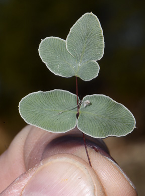 image of Pellaea wrightiana, Wright's Cliffbrake