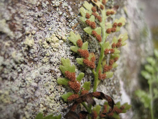 image of Asplenium montanum, Mountain Spleenwort