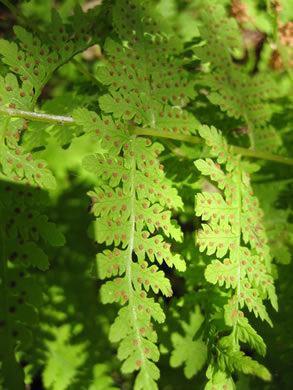 image of Cystopteris bulbifera, Bulblet Bladder Fern, Bulblet Fern