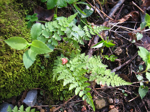 image of Cystopteris protrusa, Lowland Bladder Fern, Spreading Bladder Fern