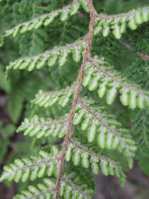 image of Myriopteris tomentosa, Woolly Lipfern