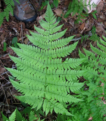 image of Dryopteris campyloptera, Mountain Woodfern