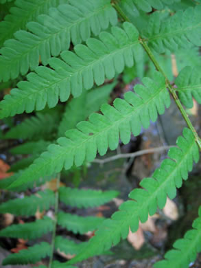 image of Dryopteris celsa, Log Fern