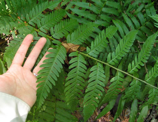 image of Dryopteris celsa, Log Fern