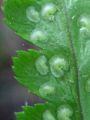 image of Dryopteris cristata, Crested Woodfern, Crested Shield-fern