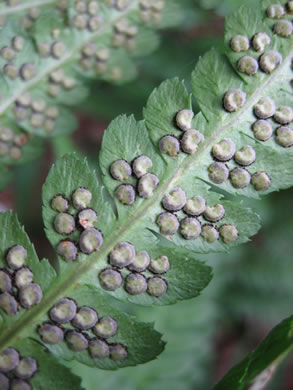 image of Dryopteris intermedia, Evergreen Woodfern, Fancy Fern, Intermediate Woodfern