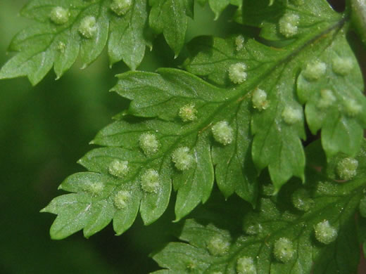 image of Dryopteris intermedia, Evergreen Woodfern, Fancy Fern, Intermediate Woodfern