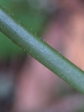 image of Dryopteris intermedia, Evergreen Woodfern, Fancy Fern, Intermediate Woodfern