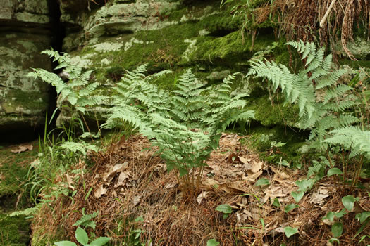 image of Dryopteris intermedia, Evergreen Woodfern, Fancy Fern, Intermediate Woodfern