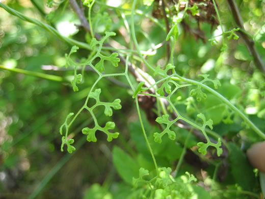 image of Lygodium palmatum, American Climbing Fern