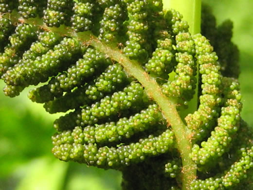 image of Claytosmunda claytoniana, Interrupted Fern