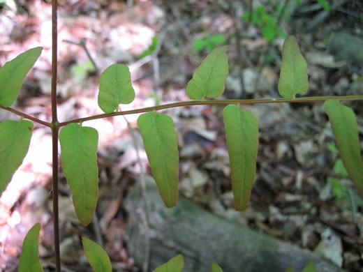 image of Osmunda spectabilis, American Royal Fern