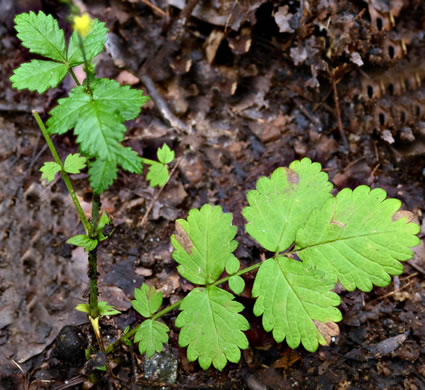 image of Agrimonia rostellata, Woodland Agrimony