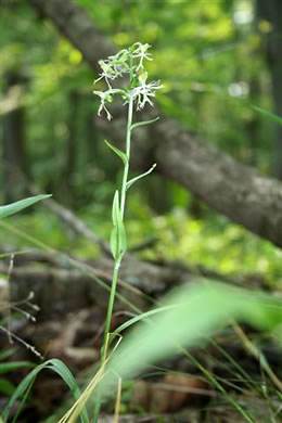 image of Platanthera lacera, Ragged Fringed Orchid, Green Fringed Orchid, Ragged Orchid