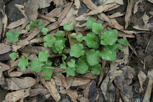 image of Cardamine bulbosa, Bulbous Bittercress, Spring Cress