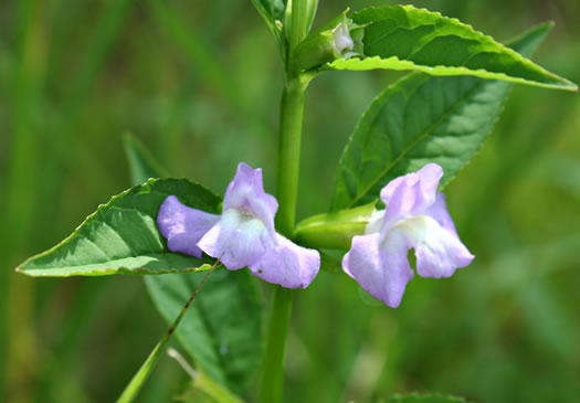 image of Mimulus alatus, Winged Monkeyflower, Sharpwing Monkeyflower