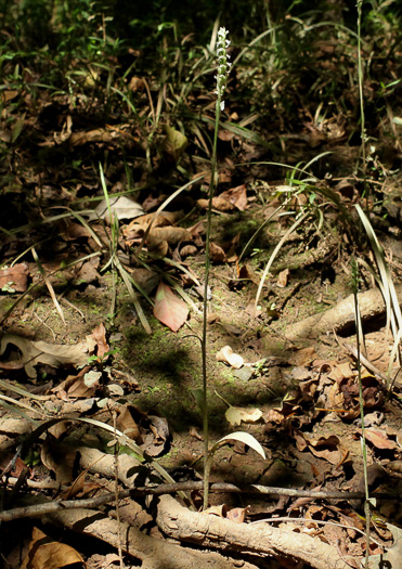 image of Spiranthes ovalis var. erostellata, Lesser Ladies'-tresses, Oval Ladies'-tresses, October Ladies'-tresses