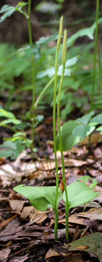 image of Ophioglossum pycnostichum, Southern Adder's-tongue