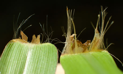 image of Paspalum urvillei, Vasey Grass