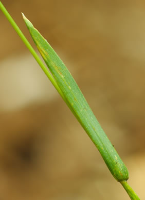 image of Hordeum pusillum, Little Barley