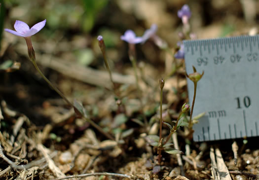 image of Houstonia pusilla, Tiny Bluet, Small Bluet